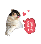 ふーちゃん(猫)①（個別スタンプ：11）