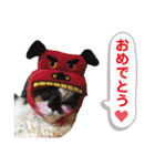 ふーちゃん(猫)①（個別スタンプ：12）