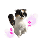 ふーちゃん(猫)①（個別スタンプ：14）