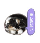 ふーちゃん(猫)①（個別スタンプ：15）