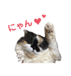 ふーちゃん(猫)①（個別スタンプ：16）