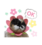 ふーちゃん(猫)①（個別スタンプ：17）
