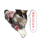 ふーちゃん(猫)①（個別スタンプ：21）
