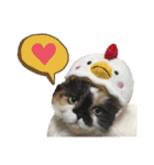 ふーちゃん(猫)①（個別スタンプ：22）