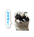 ふーちゃん(猫)①（個別スタンプ：23）