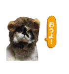 ふーちゃん(猫)①（個別スタンプ：24）