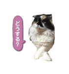 ふーちゃん(猫)①（個別スタンプ：25）