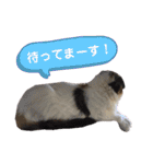 ふーちゃん(猫)①（個別スタンプ：26）