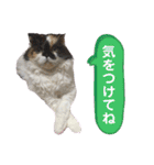 ふーちゃん(猫)①（個別スタンプ：27）