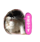 ふーちゃん(猫)①（個別スタンプ：28）