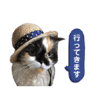 ふーちゃん(猫)①（個別スタンプ：29）