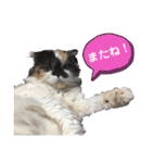 ふーちゃん(猫)①（個別スタンプ：31）