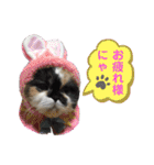 ふーちゃん(猫)①（個別スタンプ：34）