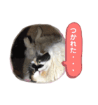 ふーちゃん(猫)①（個別スタンプ：35）