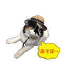 ふーちゃん(猫)①（個別スタンプ：38）