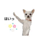 気まぐれコタさん（個別スタンプ：10）