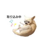 気まぐれコタさん（個別スタンプ：16）