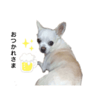気まぐれコタさん（個別スタンプ：24）