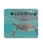 カメたちのお話（個別スタンプ：1）