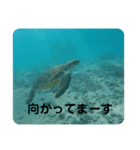 カメたちのお話（個別スタンプ：2）