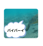 カメたちのお話（個別スタンプ：3）