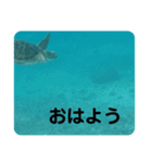 カメたちのお話（個別スタンプ：4）