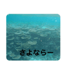 カメたちのお話（個別スタンプ：7）