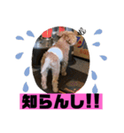 寂しがり屋（個別スタンプ：16）