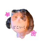 のなめさんちのゆず①（個別スタンプ：8）