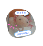 ウーパールーパーのぱるぱる（個別スタンプ：5）