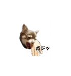 チワワビーグル（個別スタンプ：7）