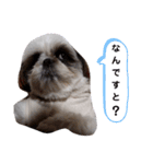 我が家のもじゃ 8（個別スタンプ：2）