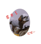 我が家のもじゃ 8（個別スタンプ：6）