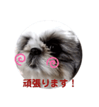 我が家のもじゃ 8（個別スタンプ：18）
