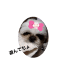 我が家のもじゃ 8（個別スタンプ：24）