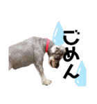 ミニチュアシュナウザーのラム猫のゆず（個別スタンプ：2）