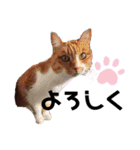 ミニチュアシュナウザーのラム猫のゆず（個別スタンプ：3）