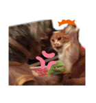 ミニチュアシュナウザーのラム猫のゆず（個別スタンプ：7）