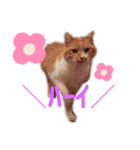 ミニチュアシュナウザーのラム猫のゆず（個別スタンプ：17）
