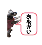 ミニチュアシュナウザーのラム猫のゆず（個別スタンプ：19）