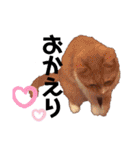 ミニチュアシュナウザーのラム猫のゆず（個別スタンプ：25）