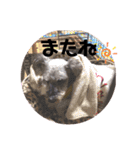 ミニチュアシュナウザーのラム猫のゆず（個別スタンプ：27）