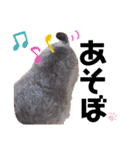 ミニチュアシュナウザーのラム猫のゆず（個別スタンプ：37）