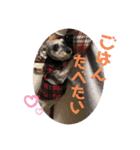 ミニチュアシュナウザーのラム猫のゆず（個別スタンプ：39）