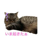 まりもこむぎฅ•ω•ฅ（個別スタンプ：1）