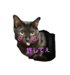 まりもこむぎฅ•ω•ฅ（個別スタンプ：2）