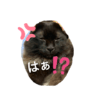 まりもこむぎฅ•ω•ฅ（個別スタンプ：5）