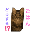 まりもこむぎฅ•ω•ฅ（個別スタンプ：6）