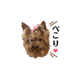 愛犬ヨーキー（ルイちゃん)  -日常ことば-（個別スタンプ：1）