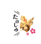 愛犬ヨーキー（ルイちゃん)  -日常ことば-（個別スタンプ：2）